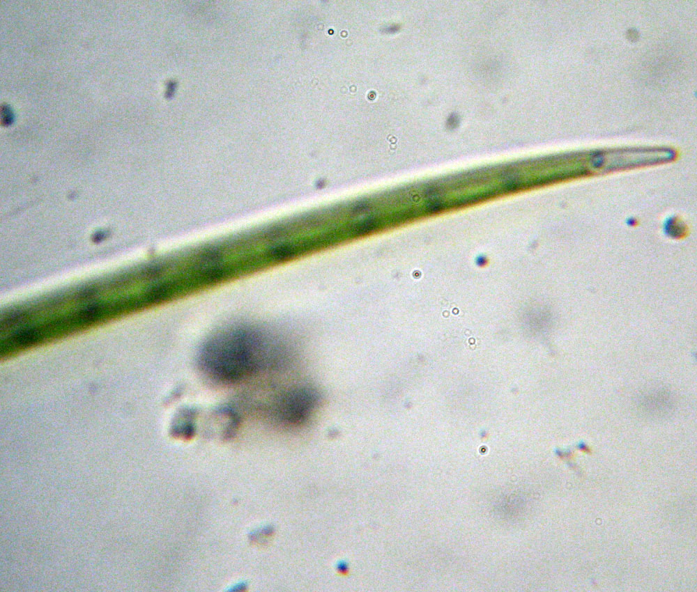 Closterium gracile?